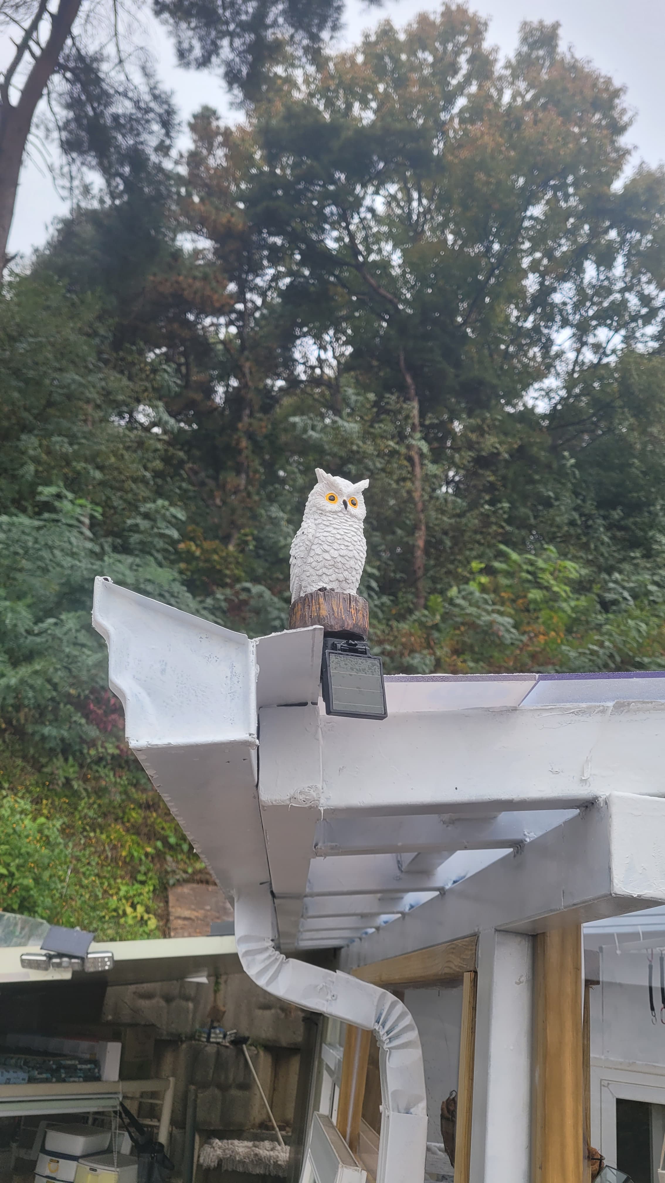 동구네