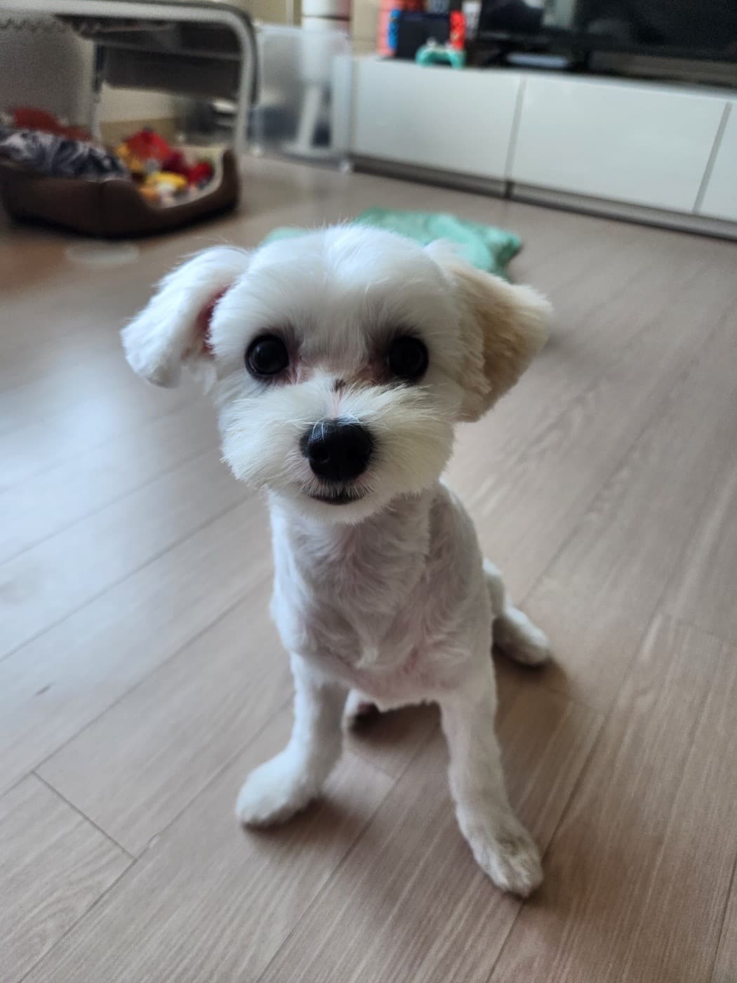 셀트다람
